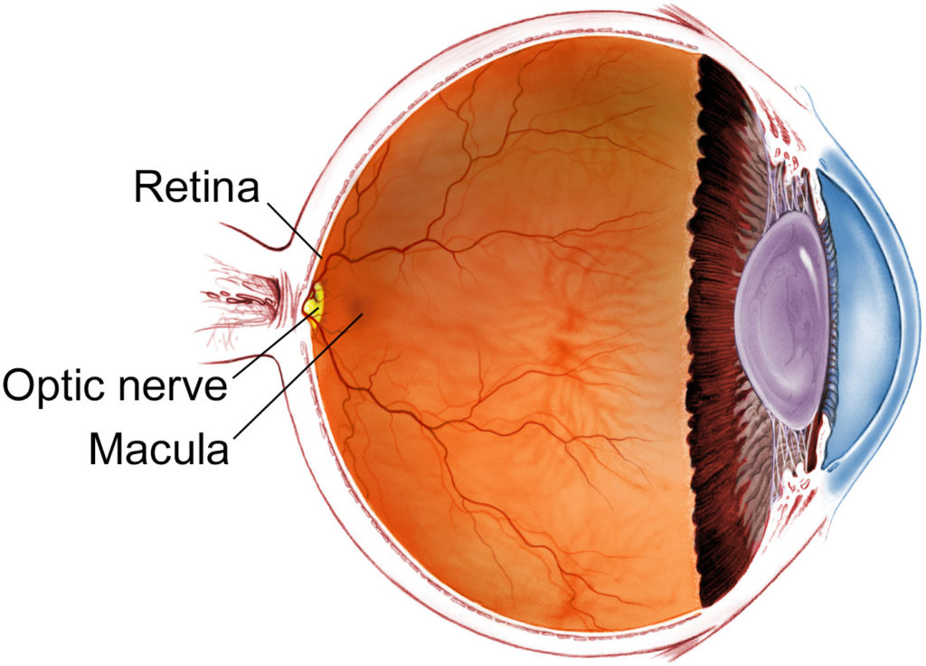 About Us RETINA Sri Lanka