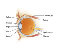 eye specialists in sri lanka